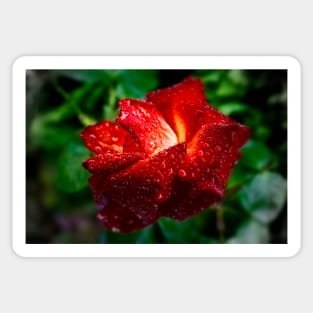 Raindrops on Roses Sticker